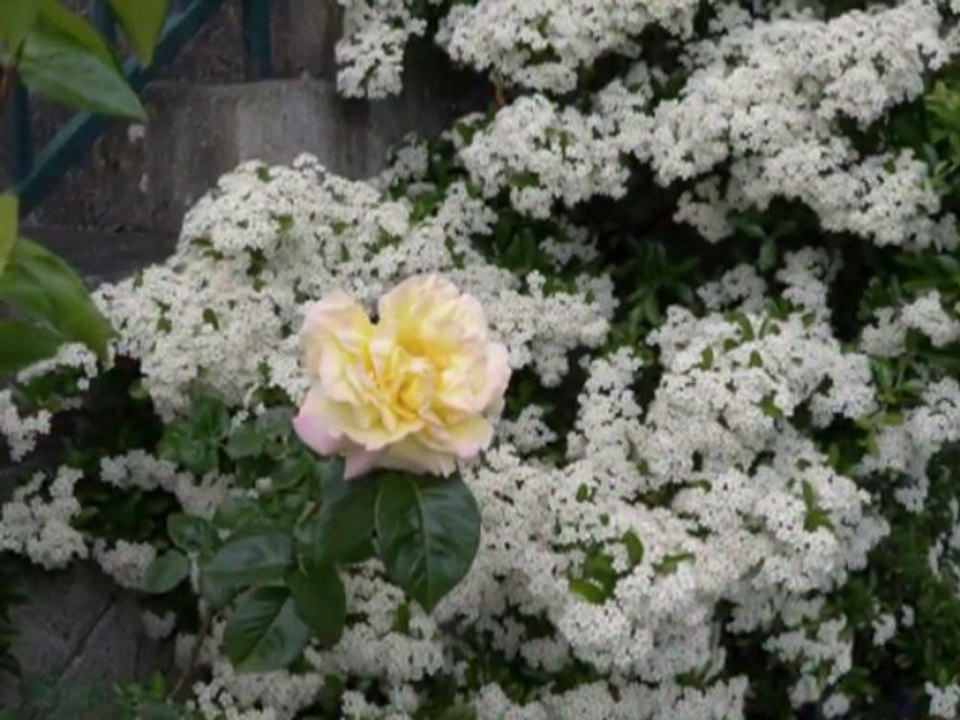 Spectacle de Fleurs en Musique