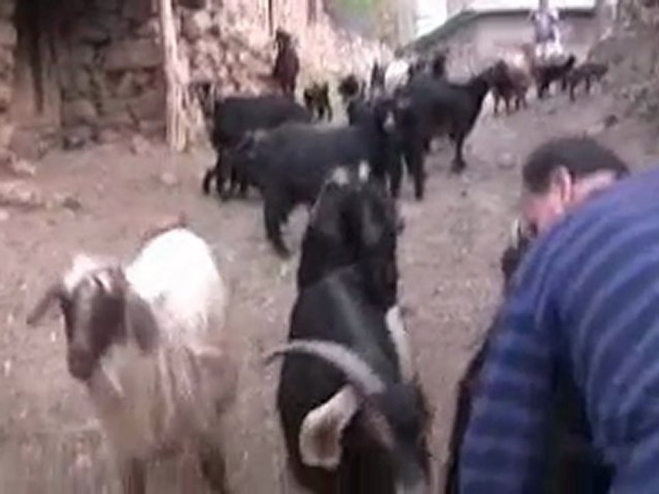 OĞLAK
