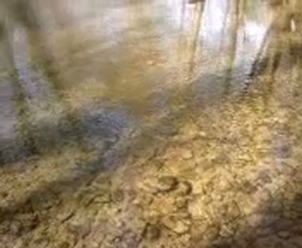 remise à l'eau truite fario