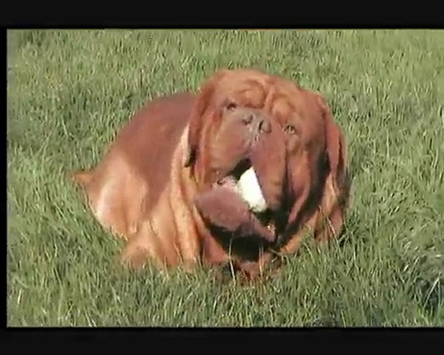 DRUG DEALER de la Tour Gelée ( 21 months )