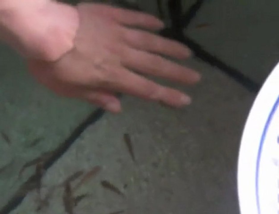 Des poissons docteurs au Spa de Warcq