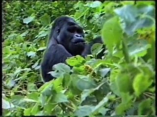 Gorilles du Kahuzi Biega