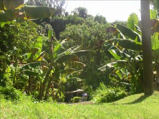 natural-sound system 77_0001