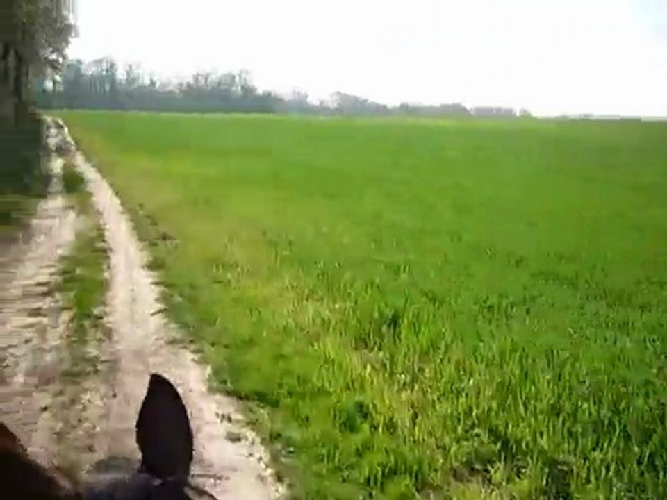 24 avril 2010 - Balade - en bord de forêt