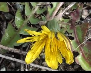 kagizmana kus bakisi