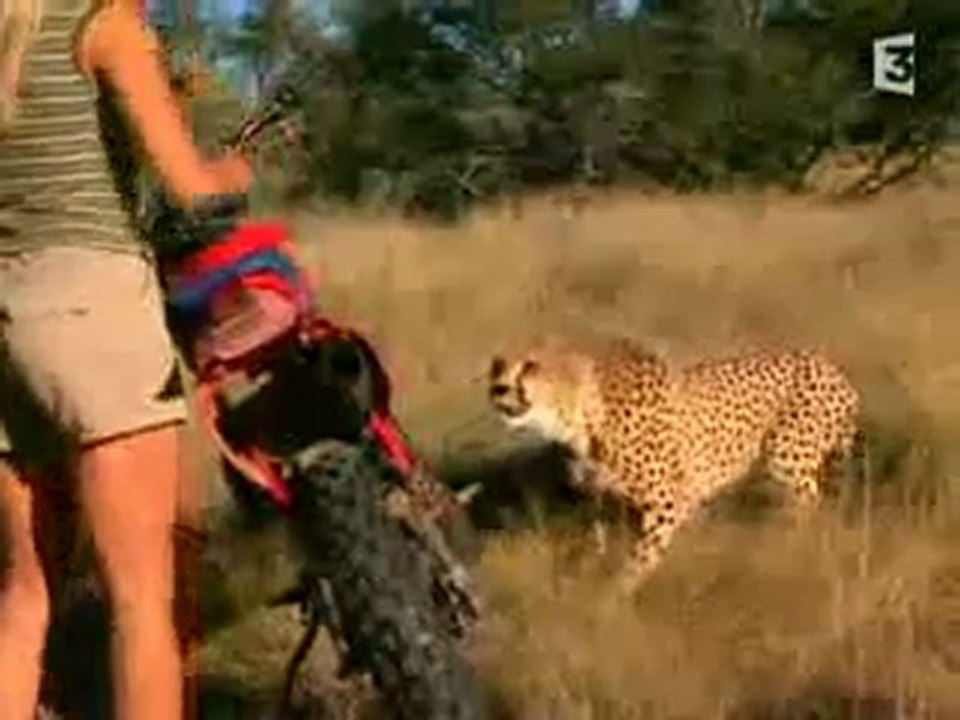 A VOIR:  PARMIS LES GUEPARDS