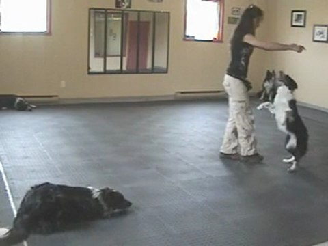 Le Prestige canin présente ses 4 chiens en freestyle canin!