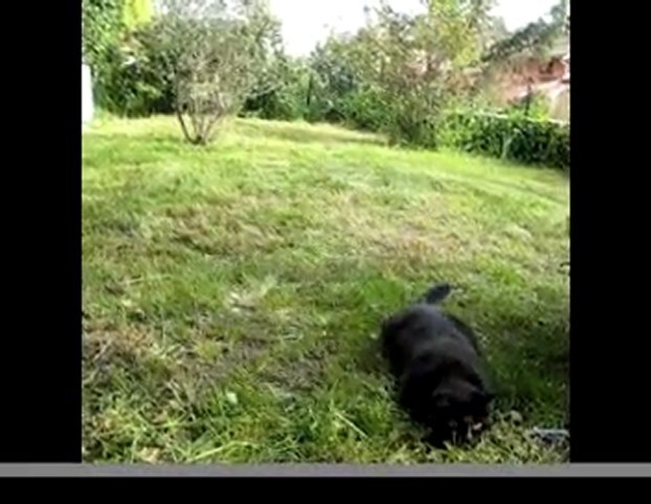 Le Chat Choppe