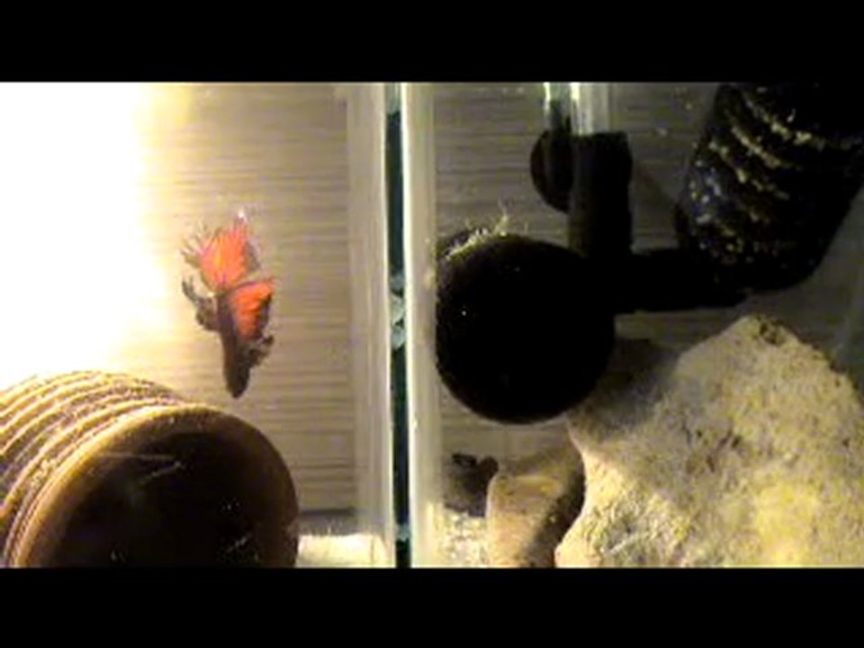 betta balıklarım