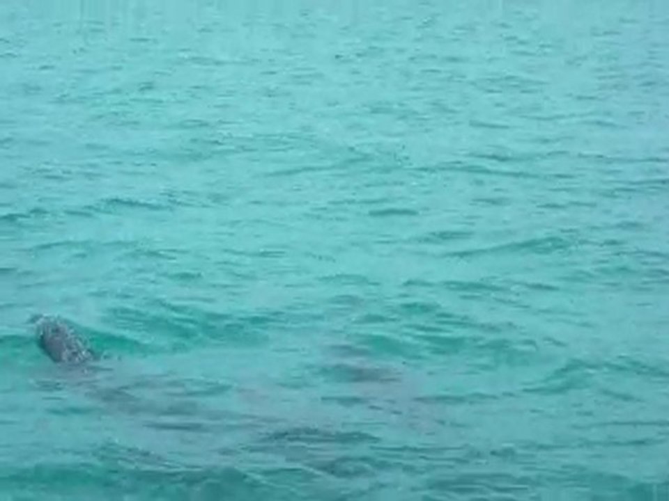 dauphins
