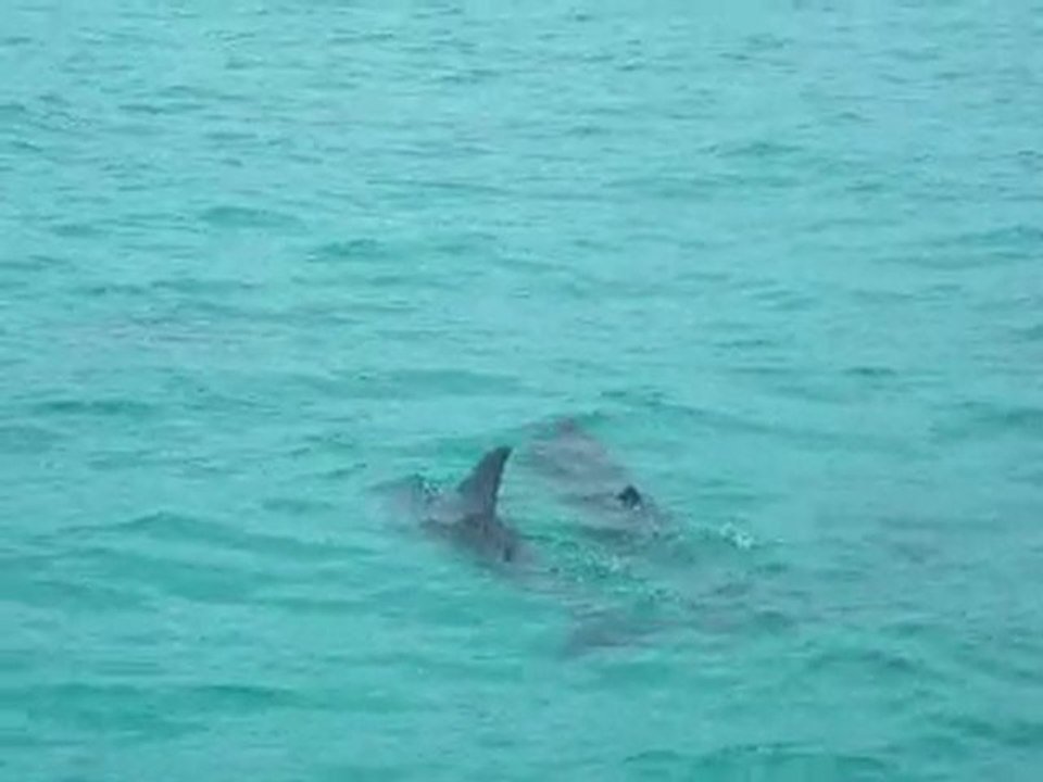 video dauphins  2