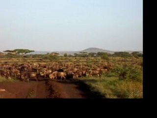 Transhumance des gnous