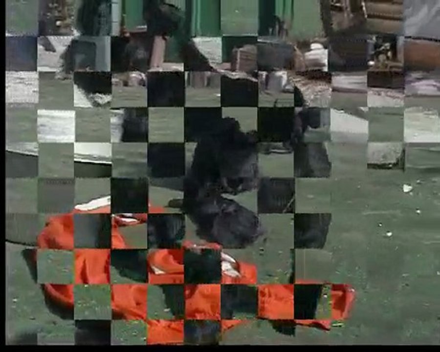 Darweshen et ses bb (TERRIERS TIBETAINS)