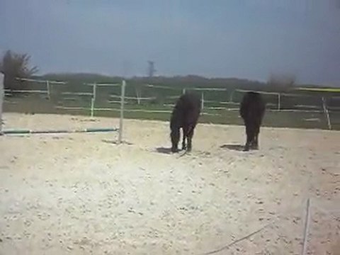 CHEVAUX MERENS YEARLINGS découvrent la carrière. SDC11354