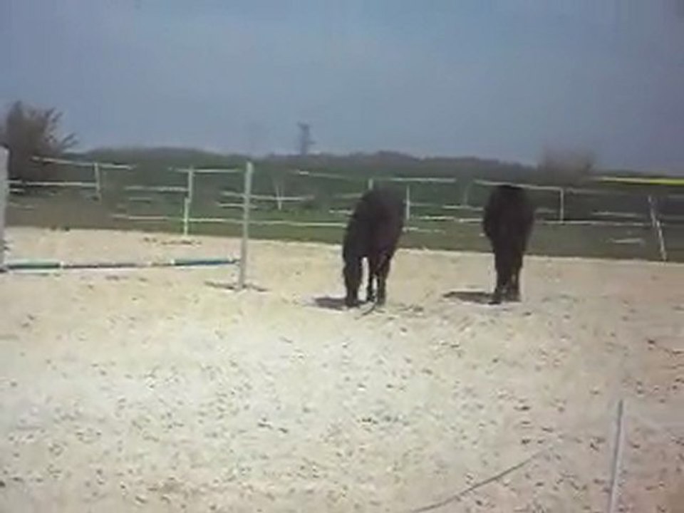 CHEVAUX MERENS YEARLINGS découvrent la carrière. SDC11354
