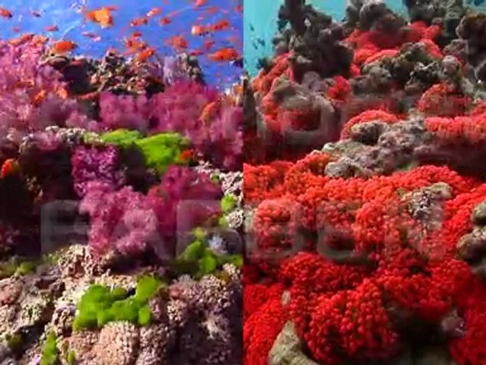 Korallenriff Aquarium in HD - Trailer