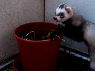 Furet et plante verte