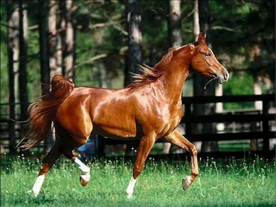 PIEKNE  KONIE NA ŻYCZENIE