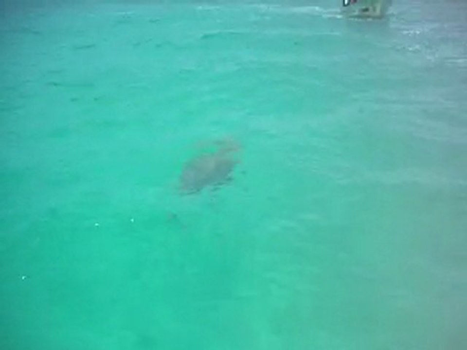 TORTUE