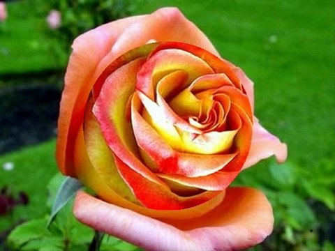 WALC MIŁOŚCI 40 Lecie - - ŻYCZENIA DLA PRZYJACIÓŁ