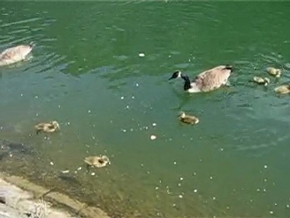 PREMIERS OISONS_FIN AVRIL 2010