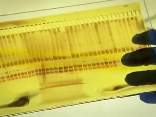 L'aventure des premiers hommes L'afrique 2