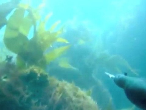 Chasse sous-marine à l'ile d'Yeu au printemps par Franky