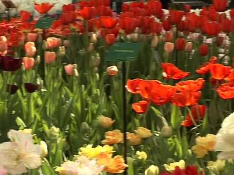 Les 4,5 millions de tulipes de Keukenhof