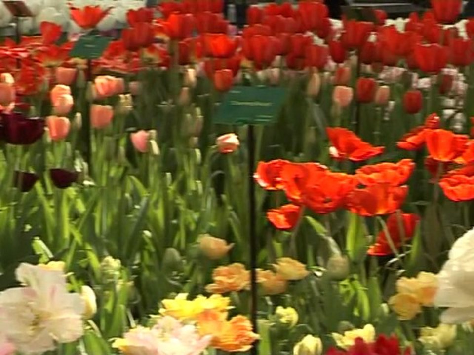 Les 4,5 millions de tulipes de Keukenhof