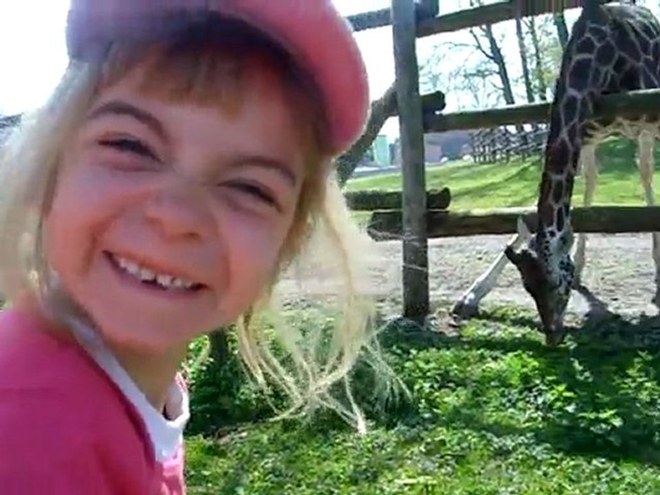 lzoo les girafes