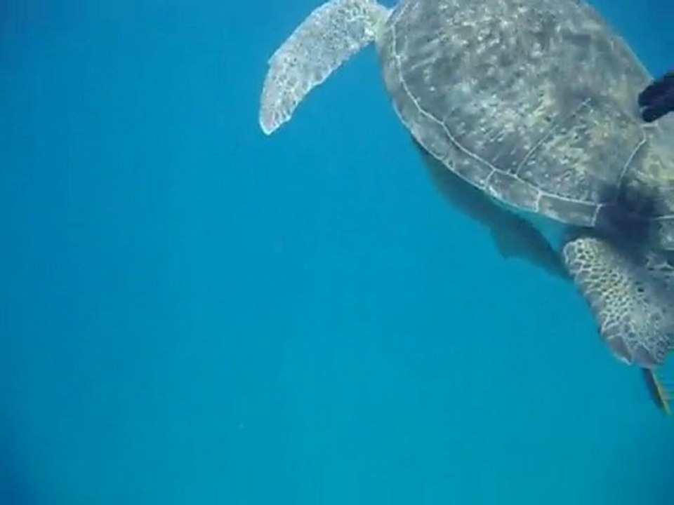 Big tortule