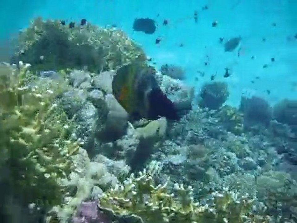 Plongée Marsa Alam 2