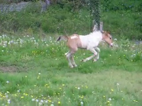 crossbreed irish cob poitevin