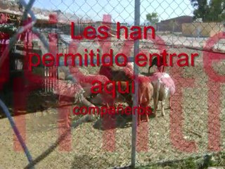 despertar de los buitres