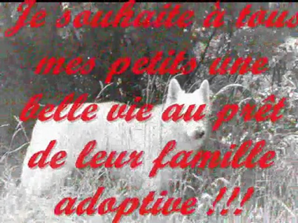 premiere portée de criska_0001