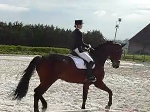 julie et perfect dream en concours à janville en b2 imposée