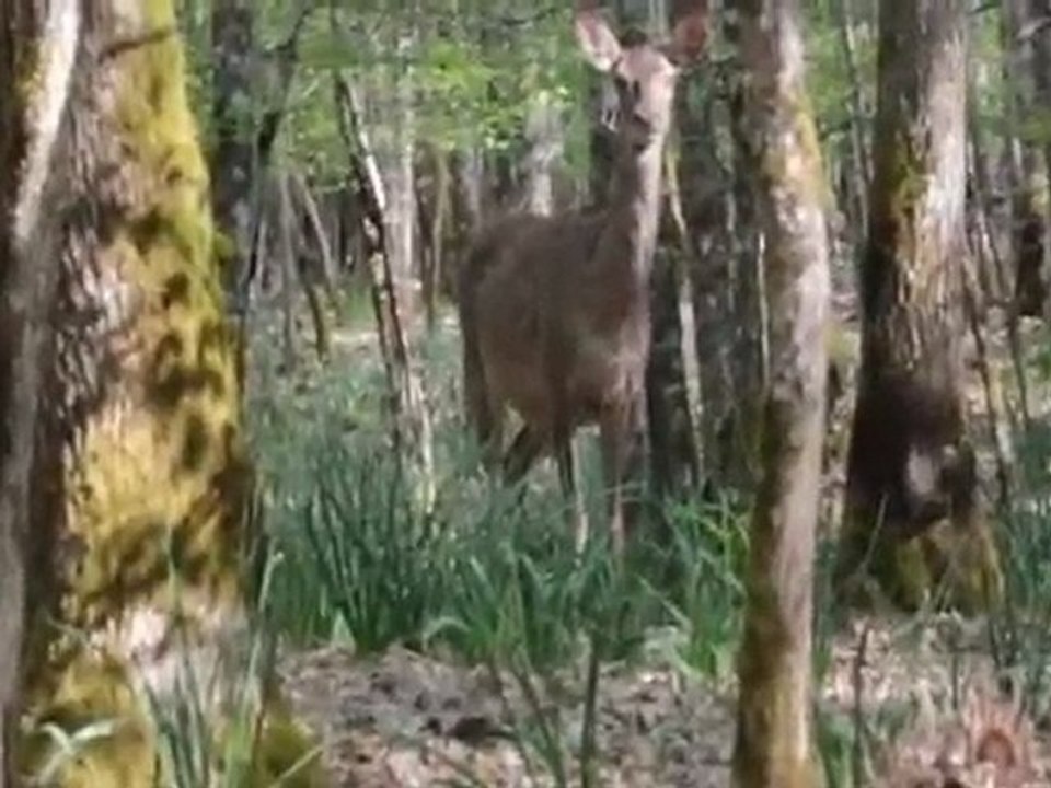 Une biche me surprend !