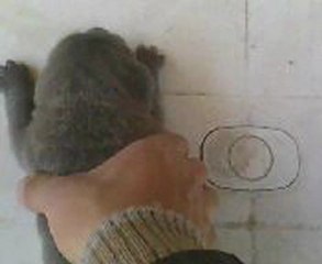 CUCCIOLI DI 10 GIORNI DA ZINGARELLA E ZEUS  BESTSECURITYDOG