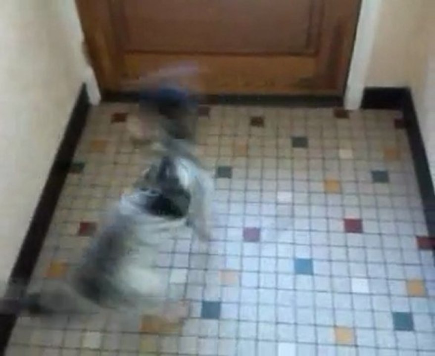 cookie le chien qui tourne en rond