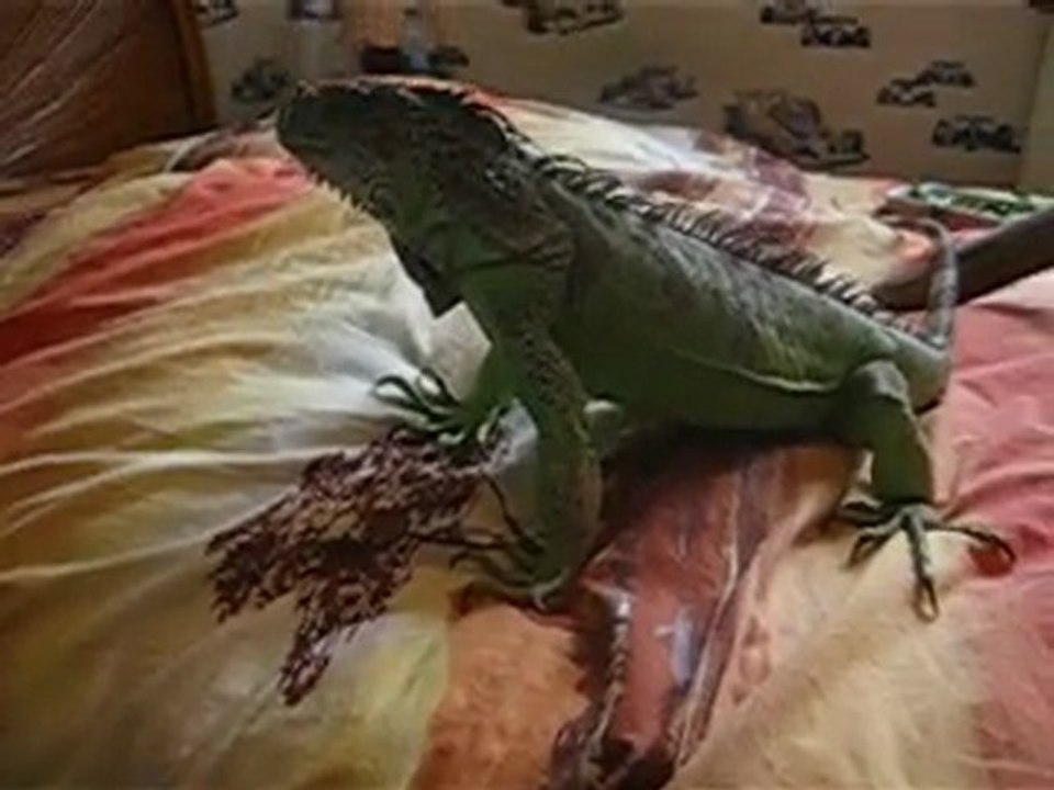 Tropique iguane 30 mois