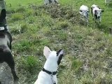 Fiona:1ère rencontre avec les vaches...