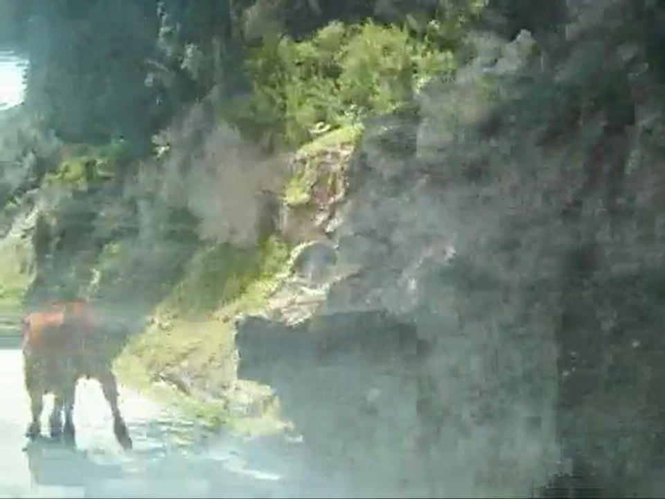 course avec les veaux