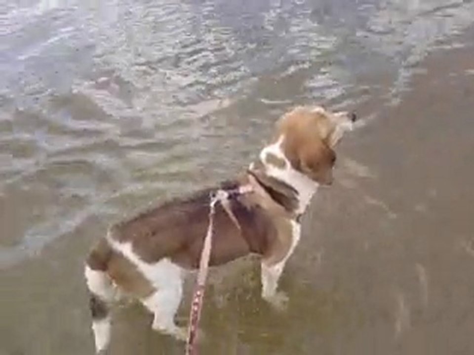 les pattes à l'eau