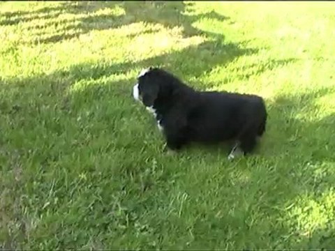 F'Tosca presque 7 semaines 25.04.10 010