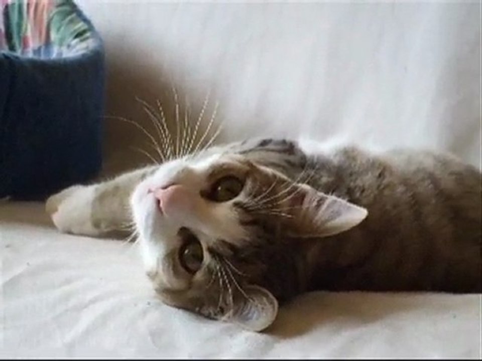 PIROUETTE... une année de ma vie