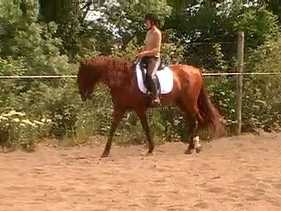 yoguor jem unique étalon pure race espagnol alezan