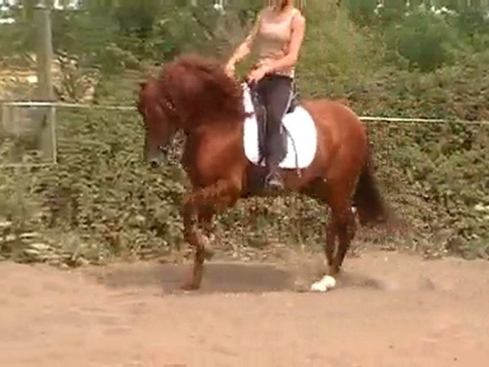 yoguor jem étalon pure race espagnol alezan