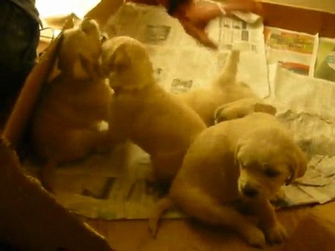 chiots croisés golden et épagneul