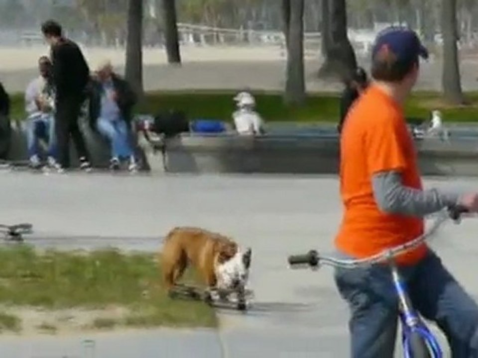 Hund faehrt skateboard