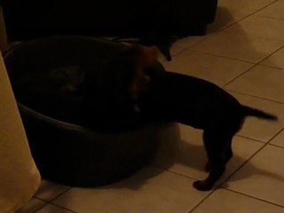 Foch & Dux  - Jagd Terrier